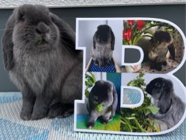 Deko-Buchstaben mit Hasenfotos