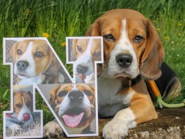 Deko-Buchstaben mit Hundebildern