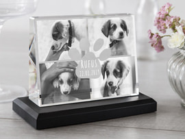 Glasfoto mit Hundefotos