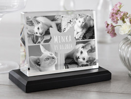 Glasfoto mit Katzenmotiv