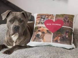 Kissen mit Hundefotos