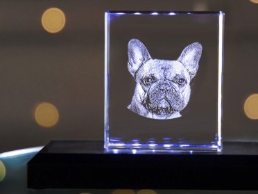 3D Glasfoto Hund