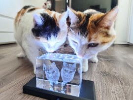 3D Glasfoto Testimonial Glücksmiezen