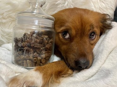 Kundenbild Foxytastic